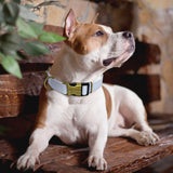 Pet products luminous collar at night